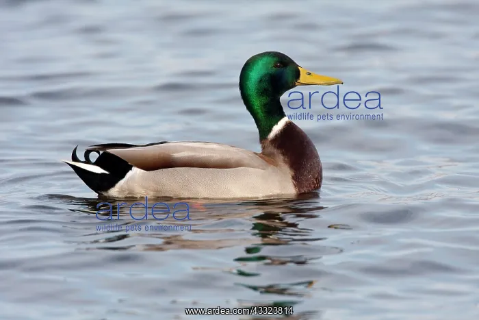 : Mallard (Anas platyrhynchos) drake swimming on the water : Mallard (Anas platyrhynchos) drake swimming on the water