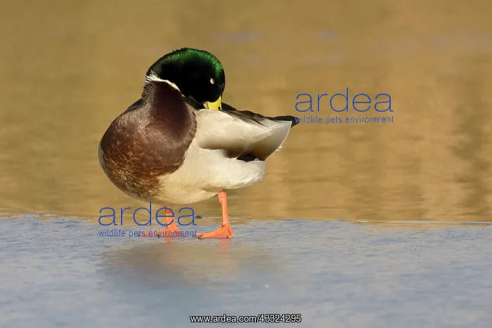 : Mallard (Anas platyrhynchos) drake preening on ice : Mallard (Anas platyrhynchos) drake preening on ice