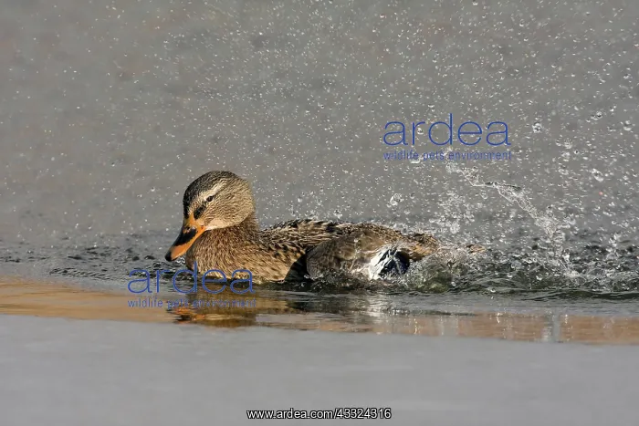: Mallard (Anas platyrhynchos) taking a bath, The Netherlands, Gelderland, Arkemheen polder : Mallard (Anas platyrhynchos) taking a bath, The Netherlands, Gelderland, Arkemheen polder