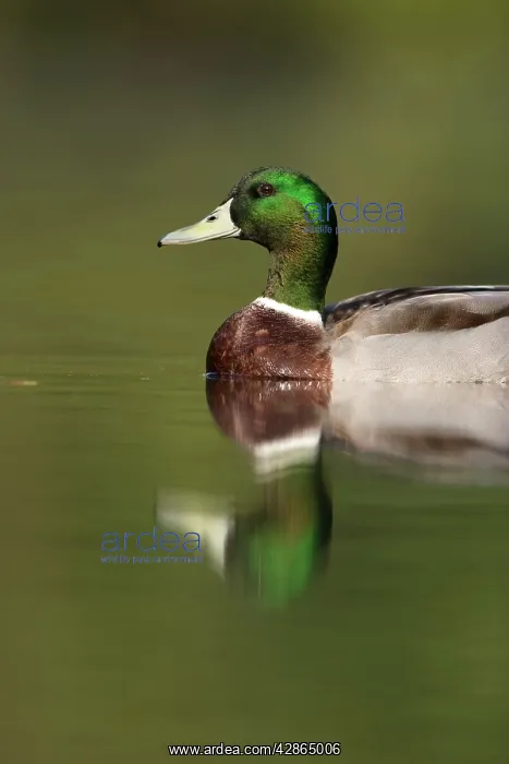 : Mallard - Adult drake : Mallard - Adult drake