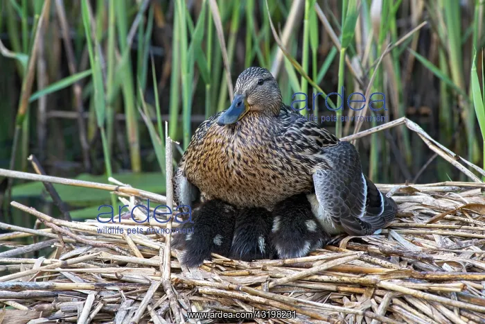 : Mallard (Anas platyrhynchos), adult bird warms its : Mallard (Anas platyrhynchos), adult bird warms its