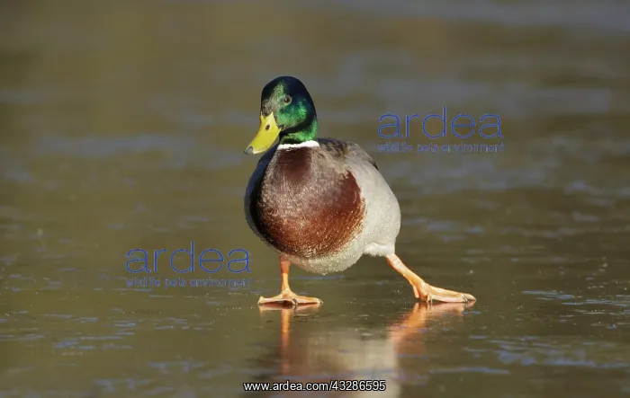 : Mallard (Anas platyrhynchos), adult male, slipping : Mallard (Anas platyrhynchos), adult male, slipping