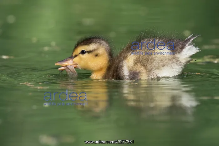 : Mallard (Anas platyrhynchos), chick swims in the : Mallard (Anas platyrhynchos), chick swims in the