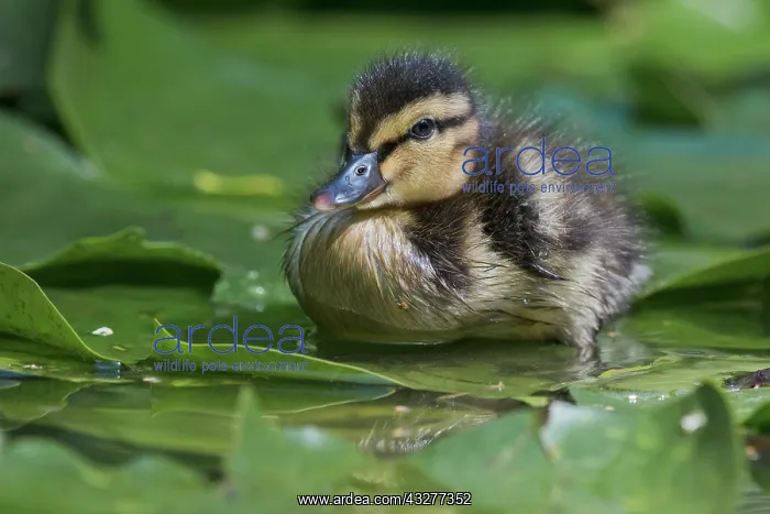 : Mallard (Anas platyrhynchos), chick on water lily : Mallard (Anas platyrhynchos), chick on water lily
