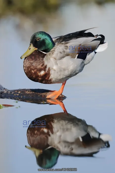  : Mallard (Anas platyrhynchos), drake with mirror