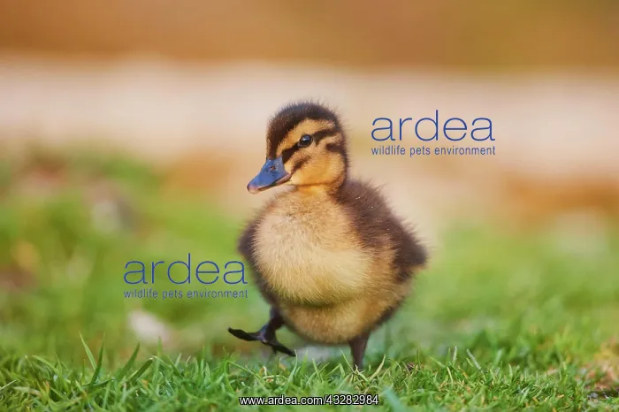 : Mallard (Anas platyrhynchos ), Duckling waddling : Mallard (Anas platyrhynchos ), Duckling waddling
