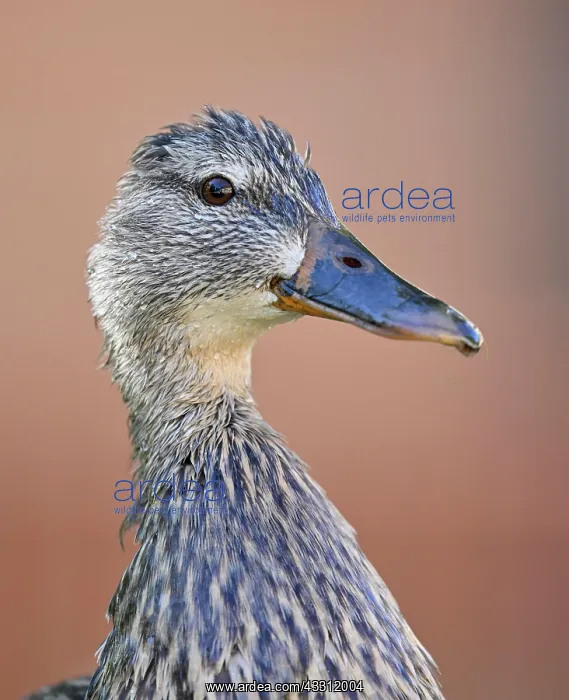 : Mallard (Anas platyrhynchos), female, animal portrait : Mallard (Anas platyrhynchos), female, animal portrait