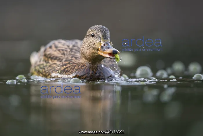 : Mallard (Anas platyrhynchos) female : Mallard (Anas platyrhynchos) female