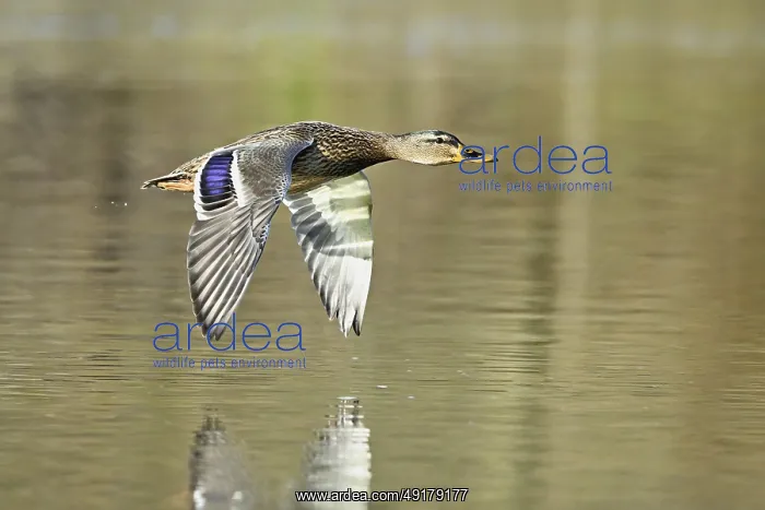 : Mallard (Anas platyrhynchos), female in flight : Mallard (Anas platyrhynchos), female in flight