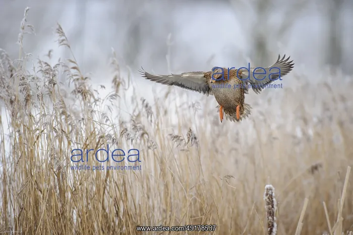 : Mallard (Anas platyrhynchos) female landing : Mallard (Anas platyrhynchos) female landing