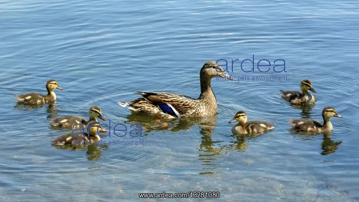 : Mallard (Anas platyrhynchos), female swims with : Mallard (Anas platyrhynchos), female swims with