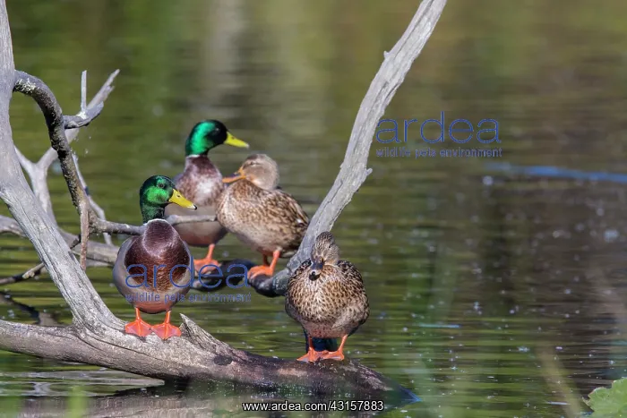 : Mallard (Anas platyrhynchos) and females : Mallard (Anas platyrhynchos) and females
