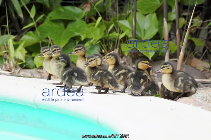 : Mallard (Anas platyrhynchos), first bath newborn : Mallard (Anas platyrhynchos), first bath newborn