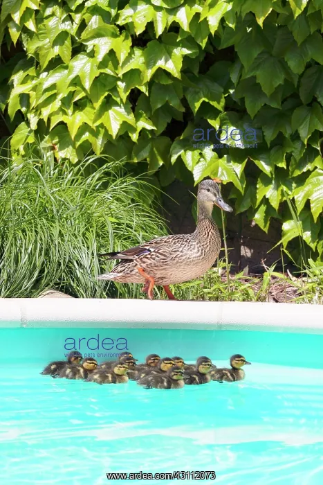 : Mallard (Anas platyrhynchos), first bath newborn : Mallard (Anas platyrhynchos), first bath newborn