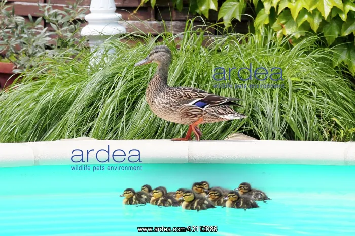 : Mallard (Anas platyrhynchos), first bath newborn : Mallard (Anas platyrhynchos), first bath newborn