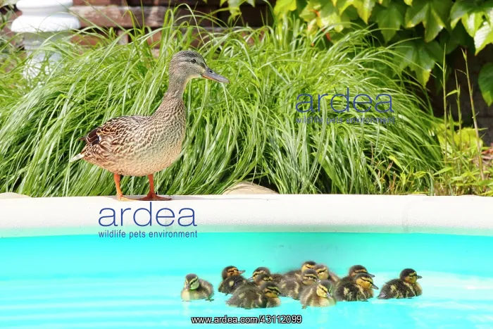 : Mallard (Anas platyrhynchos), first bath newborn : Mallard (Anas platyrhynchos), first bath newborn