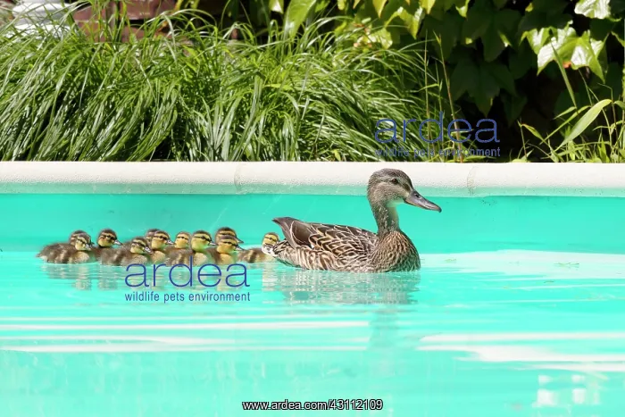: Mallard (Anas platyrhynchos), first bath newborn : Mallard (Anas platyrhynchos), first bath newborn