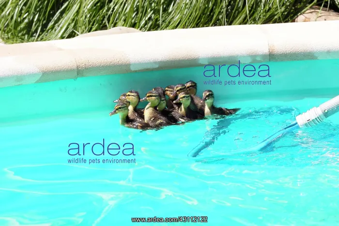 : Mallard (Anas platyrhynchos), first bath newborn : Mallard (Anas platyrhynchos), first bath newborn