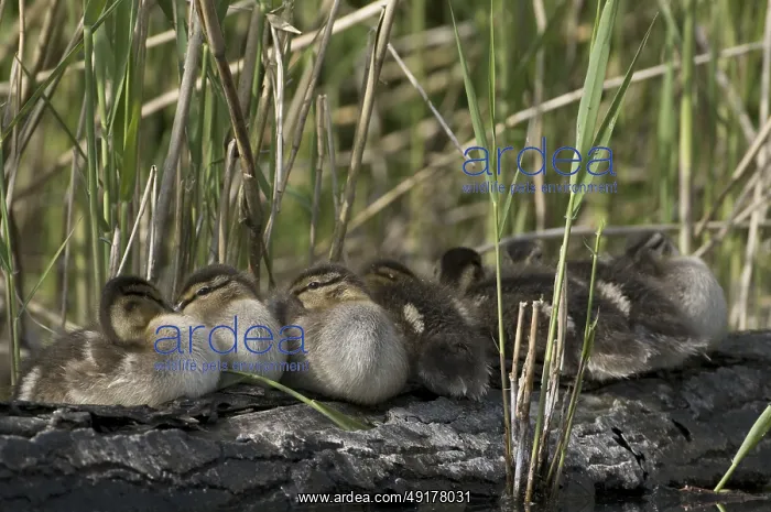 : Mallard (Anas platyrhynchos) juvenile : Mallard (Anas platyrhynchos) juvenile