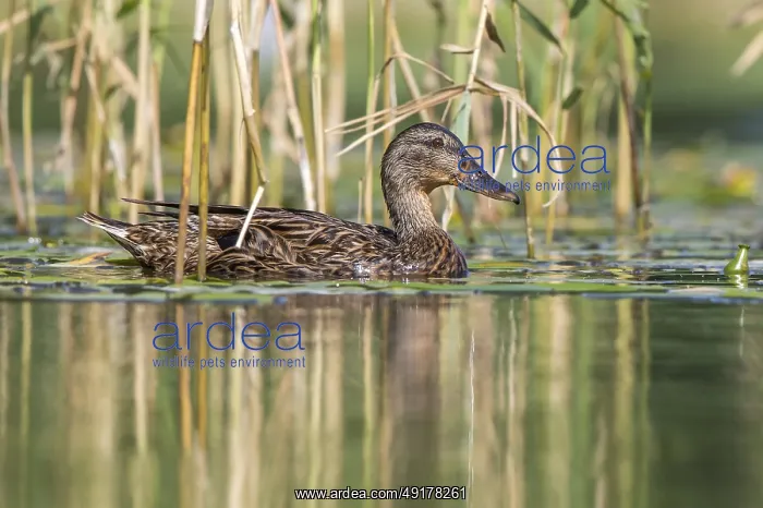 : Mallard (Anas platyrhynchos) juvenile : Mallard (Anas platyrhynchos) juvenile