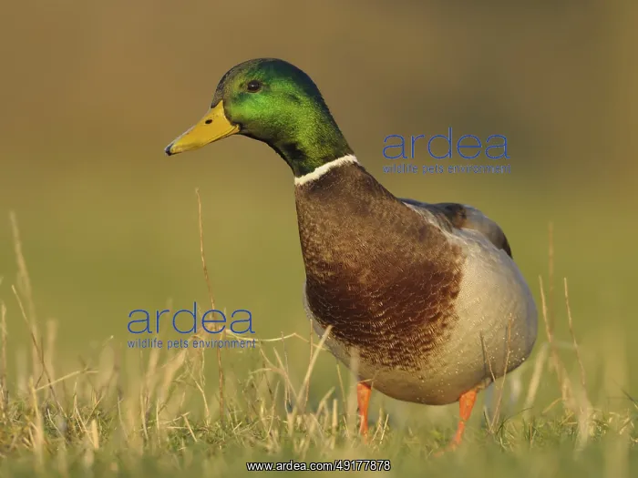 : Mallard (Anas platyrhynchos) male : Mallard (Anas platyrhynchos) male