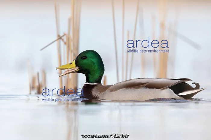 : Mallard (Anas platyrhynchos), male, cackling in : Mallard (Anas platyrhynchos), male, cackling in