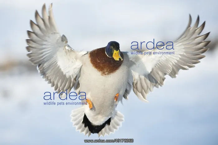 : Mallard (Anas platyrhynchos) male flying : Mallard (Anas platyrhynchos) male flying