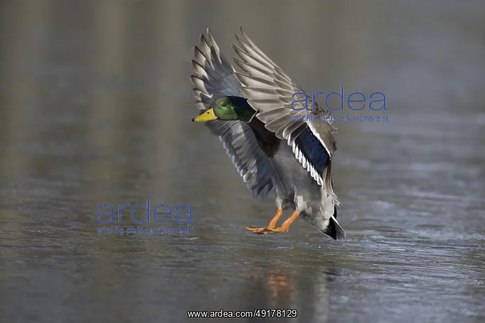 : Mallard (Anas platyrhynchos) male flying : Mallard (Anas platyrhynchos) male flying
