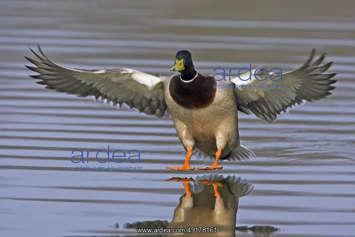 : Mallard (Anas platyrhynchos) male flying : Mallard (Anas platyrhynchos) male flying