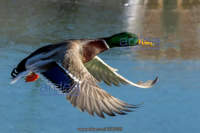 : Mallard (Anas platyrhynchos), male flying over lake : Mallard (Anas platyrhynchos), male flying over lake