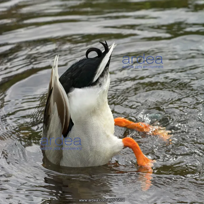 : Mallard (Anas platyrhynchos), male, head under water : Mallard (Anas platyrhynchos), male, head under water