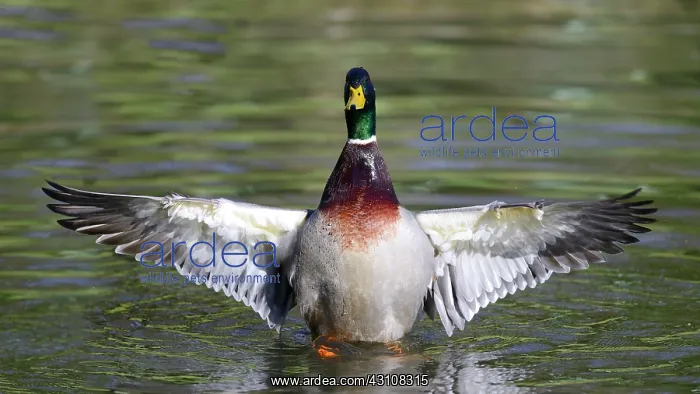 : Mallard (Anas platyrhynchos) male stretching, Northern : Mallard (Anas platyrhynchos) male stretching, Northern