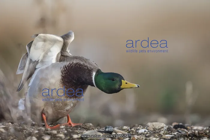 : Mallard (Anas platyrhynchos) male stretching : Mallard (Anas platyrhynchos) male stretching