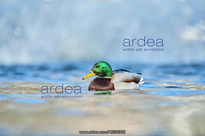 : Mallard (Anas platyrhynchos) male swimming on a : Mallard (Anas platyrhynchos) male swimming on a