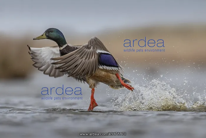 : Mallard (Anas platyrhynchos) male taking flight : Mallard (Anas platyrhynchos) male taking flight