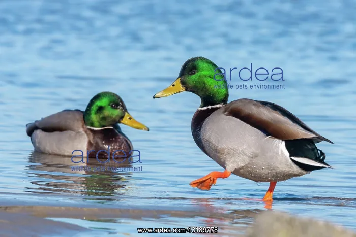 : Mallard (Anas platyrhynchos), male, Wohlenberger : Mallard (Anas platyrhynchos), male, Wohlenberger