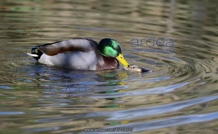  : Mallard (Anas platyrhynchos) mating in water, Northern
