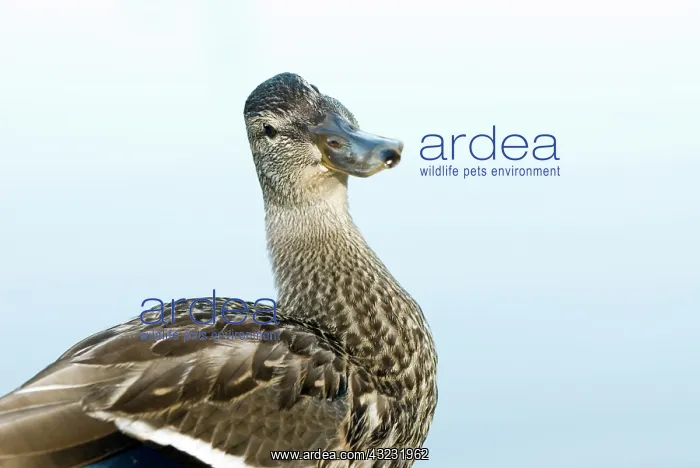 : Mallard, Anas platyrhynchos, Stanley Park : Mallard, Anas platyrhynchos, Stanley Park