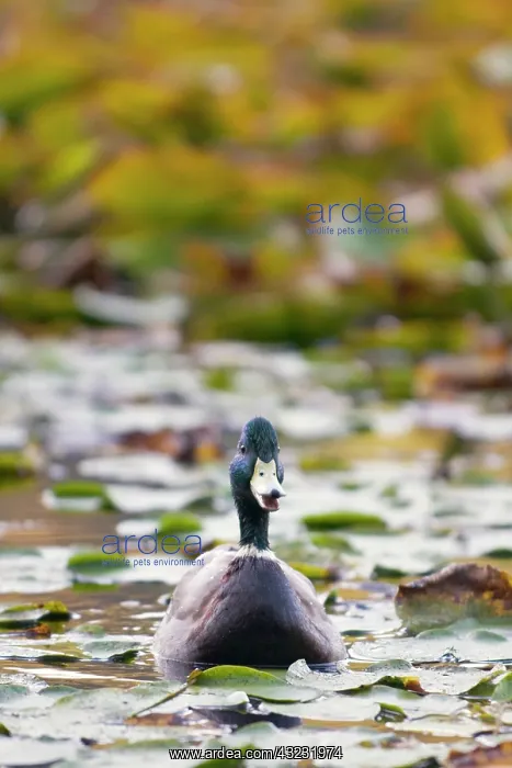 : Mallard, Anas platyrhynchos, Stanley Park : Mallard, Anas platyrhynchos, Stanley Park