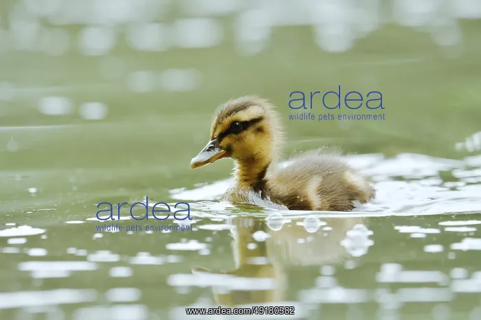 : Mallard (Anas platyrhynchos), swimming chick : Mallard (Anas platyrhynchos), swimming chick