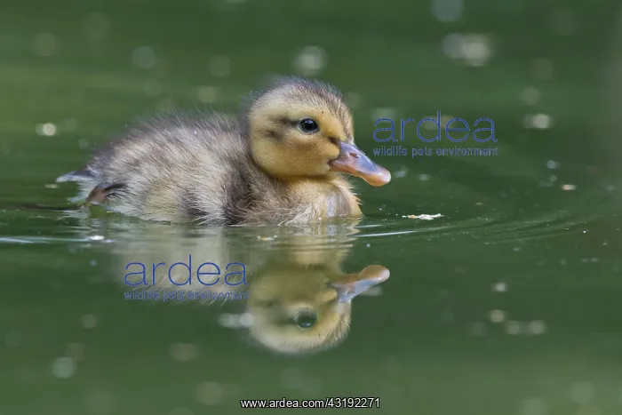 : Mallard (Anas platyrhynchos), young, Emsland, Lower : Mallard (Anas platyrhynchos), young, Emsland, Lower