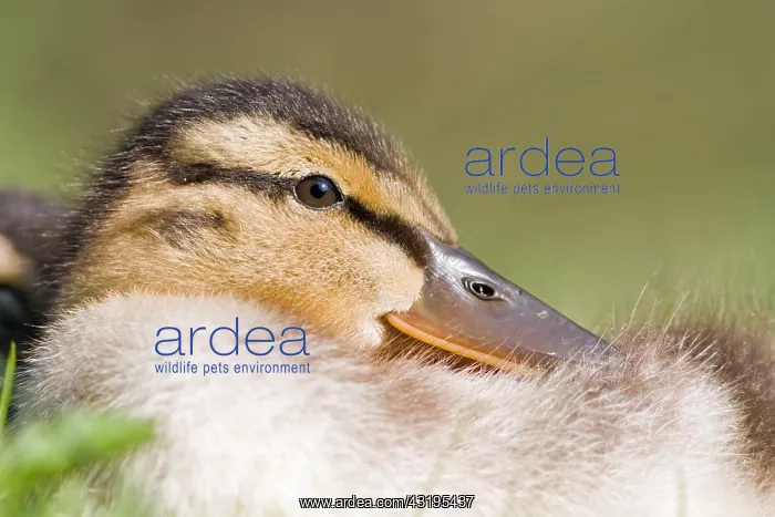 : Mallard (Anas platyrhynchos), young bird, animal : Mallard (Anas platyrhynchos), young bird, animal