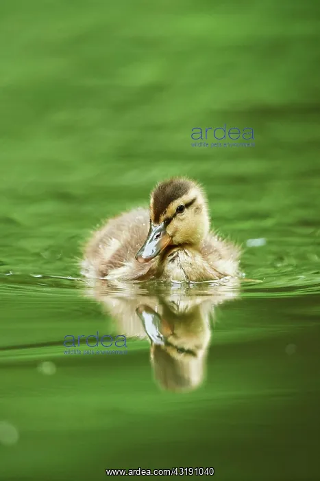 : Mallard (Anas platyrhynchos) youngster swimming : Mallard (Anas platyrhynchos) youngster swimming