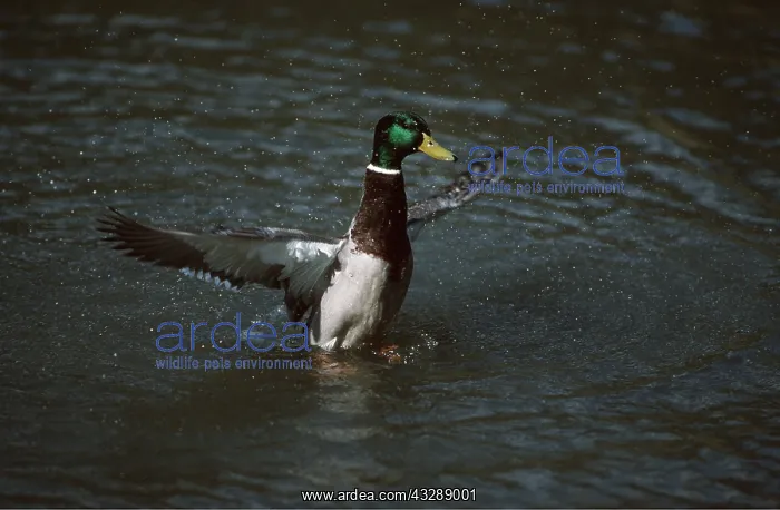 : MALLARD - bathing : MALLARD - bathing