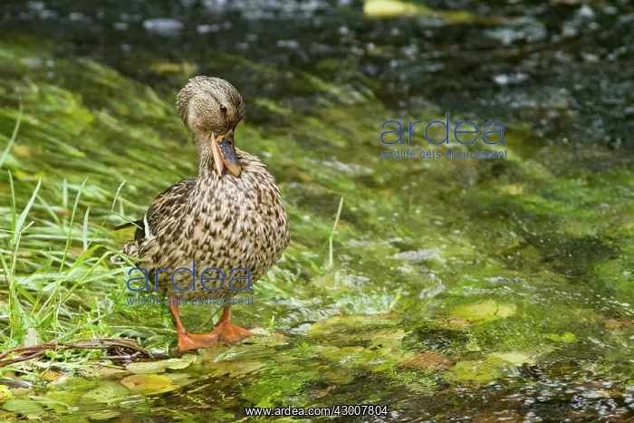 : Mallard cleaning feathers Arnoia River, Allariz : Mallard cleaning feathers Arnoia River, Allariz