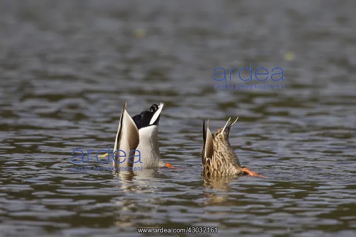  : Mallard - couple dabbling - Germany