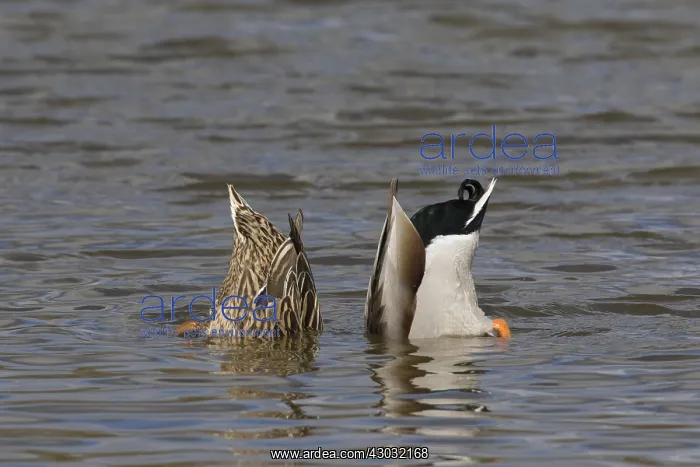  : Mallard - couple dabbling - Germany