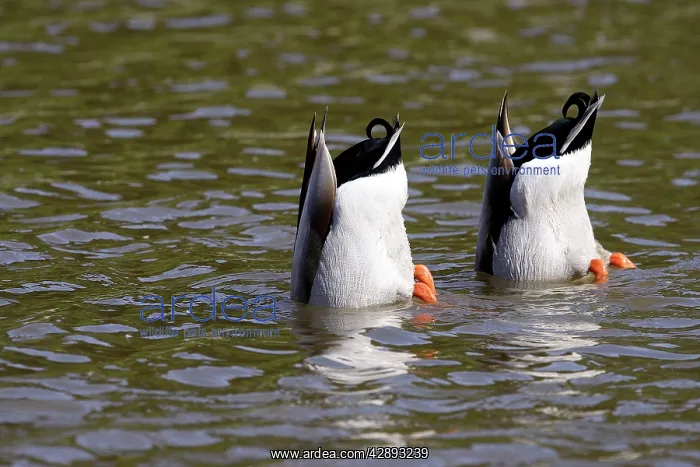  : Mallard - two dabbling