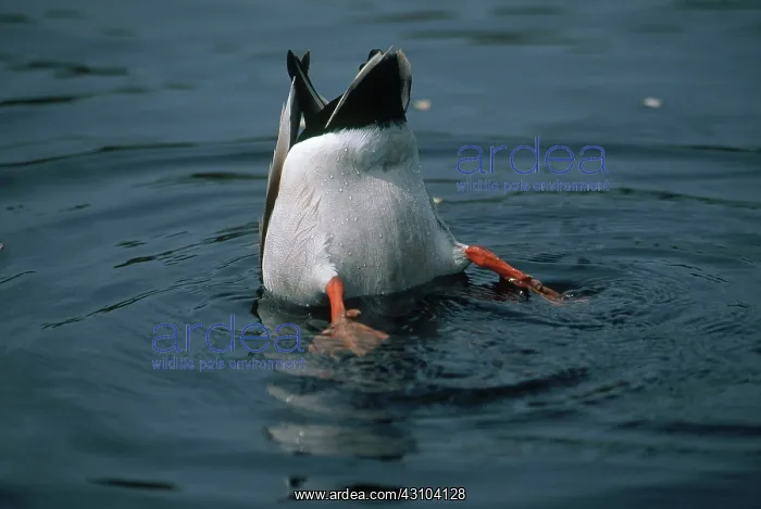  : Mallard Dabbling