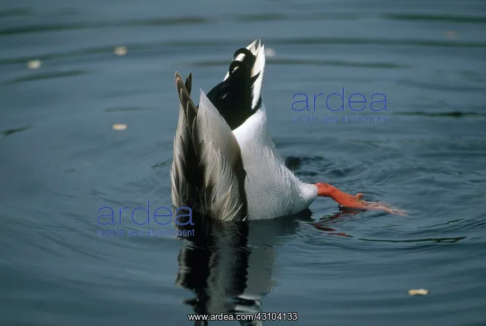  : Mallard Dabbling